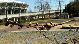 【泉区】七北田公園の『ゆづ桜』の様子。（2026年3月17日時点）