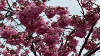 【泉区】七北田公園の『ゆづ桜』の様子。（2026年4月5日時点）