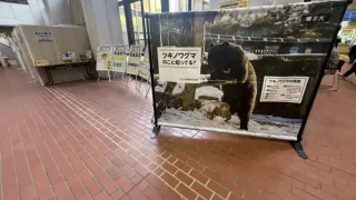 【泉区】泉区役所で『熊の生態を学ぶ展示』。4月24日まで。