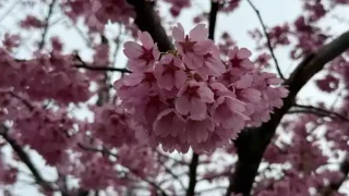 【泉区】七北田公園の『ゆづ桜』の様子。(2026年4月9日時点)