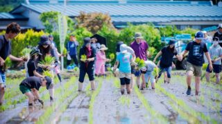 実はここまで体験できる…？田植えから収穫まで関われるイベントがすごいみたい！