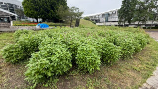 【泉区】七北田公園の『アイスガーデン』花壇の花のフリー摘み取り。2026年9月28日までの予定。