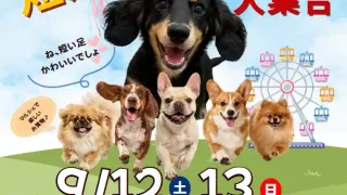 【宮城野区】『短足犬みん大集合 in 三井アウトレットパーク仙台港』を、2026年9月12-13日に開催!