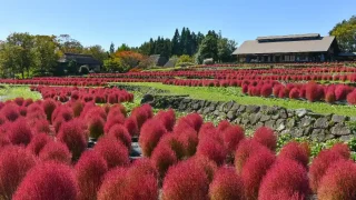【川崎町】国営みちのく杜の湖畔公園の、コキアが見頃に。